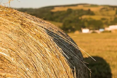 Сено для грызунов луговое «Полевой микс» Природа 200г. - доставка по  Украине | 