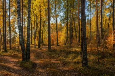 Природа Байкала | Сентябрь. Цвета осени