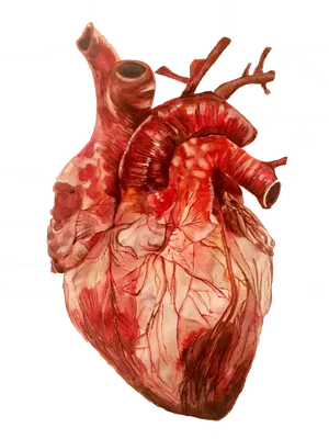 Сердце реалистичное рисунок - 34 фото