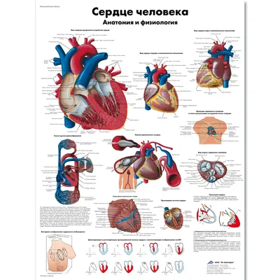 Медицинский плакат "Сердце человека, анатомия и физиология" - 1002264 -  VR6334L - ZVR6334L - Herz-Kreislauf-System - 3B Scientific