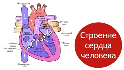 Как работает сердце человека | Консультация аритмолога в Минске 