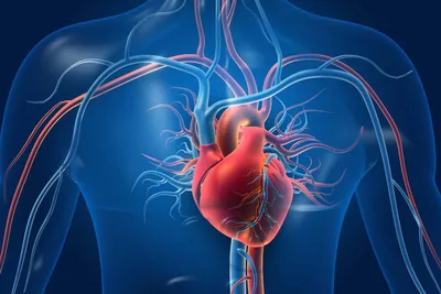 Сердце - главный орган в теле человека - 