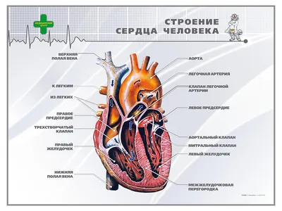 Как бьется сердце человека? - Цифровой урок - Цифровое образование и  обучение Мozaik