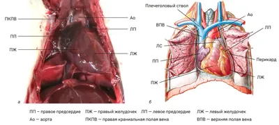 Сердце Человека Анатомия - YouTube