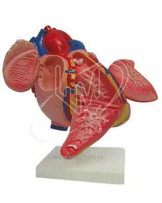 Разобран анатомическая модель сердца человека анатомия медицинский  обучающий инструмент | AliExpress