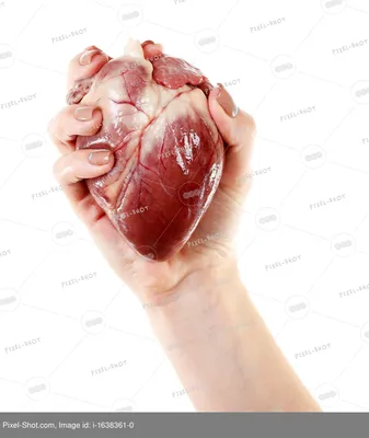 Сердце в руке доктора изолирован на белом :: Стоковая фотография ::  Pixel-Shot Studio