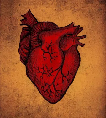 Сердце человека обои - 50 фото
