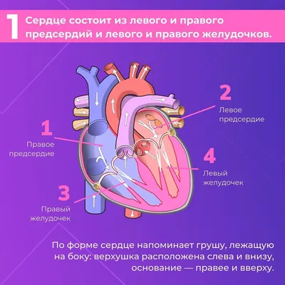 картинки : сердце, люблю, Красный, Валентинка, Романтика, изолированный,  Сердечки, Форма, символ, Пища, Романтичный, Рамка, украшение, милая, белый,  Розовый, фрукты, конфеты, день отдыха, Гранат, Валентинки, цветок, цветы,  природа, текст, шрифт, лист ...