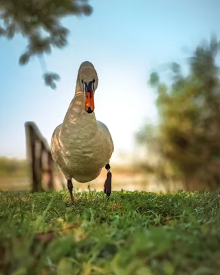 Angry bird). Photographer Sergey Kolos