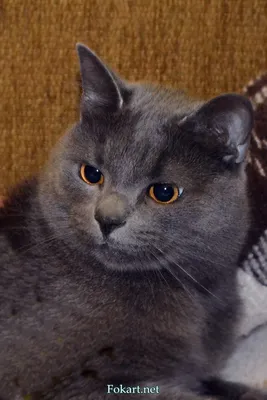 Суровые серые коты нашего семейства | Кот, Кошачьи картины, Кошки