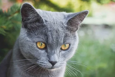 Шотландский вислоухий кот, серый кот…» — создано в Шедевруме