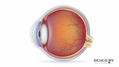 Дистрофии сетчатки глаза - причины, симптомы, диагностика, цена лечения