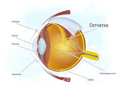Сетчатка глаза лечение в Международном центре охраны здоровья