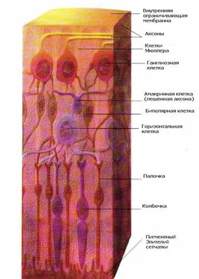 Сетчатка глаза - заболевания и методы лечения | МНТК "Микрохирургия глаза"  имени академика С. Н. Фёдорова»