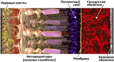 Отслойка сетчатки — что о ней важно знать / Хабр