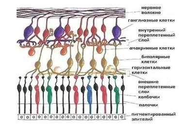 Строение сетчатки глаза - структура и функции сетчатки