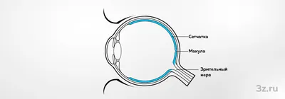 Сетчатка: База знаний клиники 3Z в Краснодаре