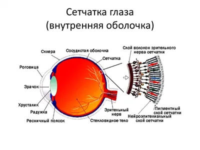 Отслоение сетчатки - МТК Микрохирургия глаза в Калуге