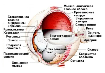 Диагностика сетчатки глаза – как не допустить развитие патологии – глазная  клиника «МЕДИНВЕСТ»