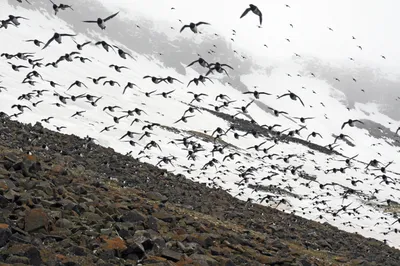 Пернатые монахи-клоуны: чем удивляют ученых и публику северные птицы тупики  | Вокруг Света