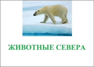 Животные Севера. Я рисую и раскрашиваю – купить по цене: 155,70 руб. в  интернет-магазине УчМаг