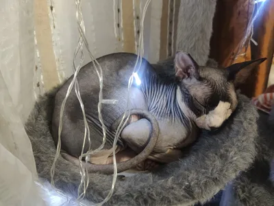 OlLena Статуэтка кота Сфинкса в позе лотоса, Кот-Будда