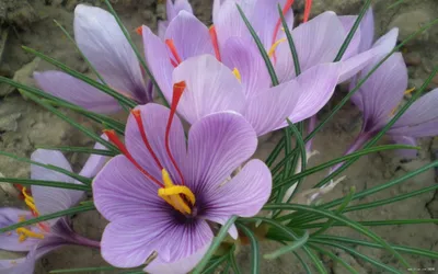 Цветок шафран и бархатцы - это разные цветы, фото | WDAY