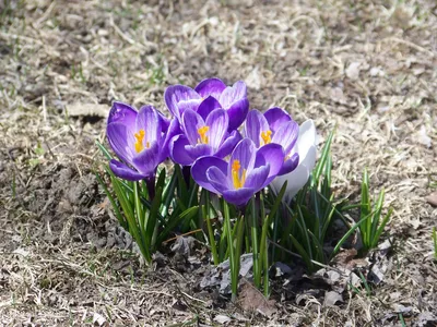 Шафран Crocus Sativus Урожай Цветы - Бесплатное фото на Pixabay - Pixabay