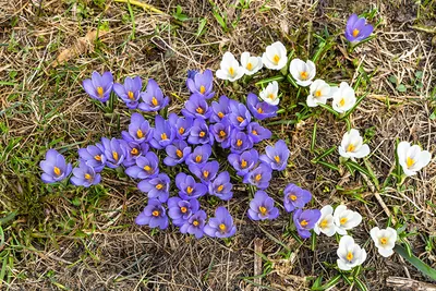 Шафран Crocus Sativus Урожай Цветы - Бесплатное фото на Pixabay - Pixabay