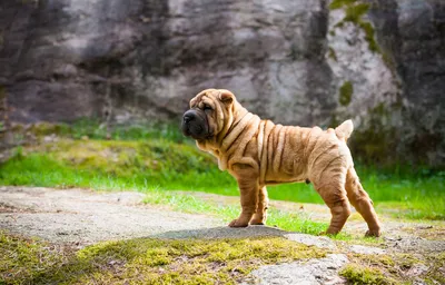 First time having a sharpei… any tips? : r/sharpei