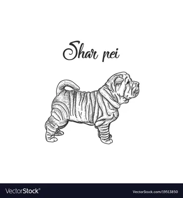 Sharpei from France : r/sharpei