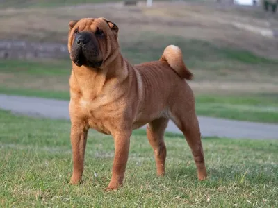 Sitting Fawn Puppy Sharpei in the Grass Stock Image - Image of skin, coat:  55998741