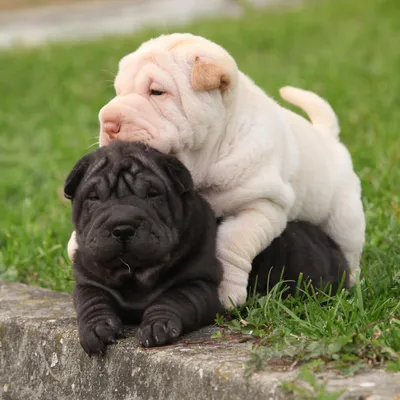 Portrait Of Sharpei Puppy Dog Against Grey Background Stock Photo, Picture  and Royalty Free Image. Image 16877404.