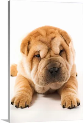 Dog Sharpei Background, Beautiful Photos Hd Wallpapers, Picture Of A Shar  Pei Dog, Dog Background Image And Wallpaper for Free Download