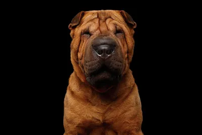 Beautiful Sharpei Puppy · Creative Fabrica