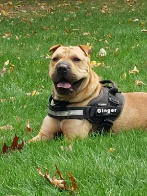 Cute Chinese SharPei Dog Wearing Santa Hat · Creative Fabrica