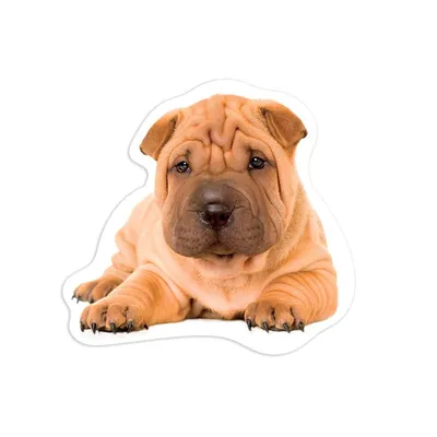 Cute Sharpei Puppy - Ai Generated Image Stock Illustration - Illustration  of black, whiskers: 283262575