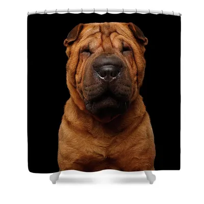 Funny Sharpei Puppy Isolated White Background Stock Photo by ©nejron 4839816