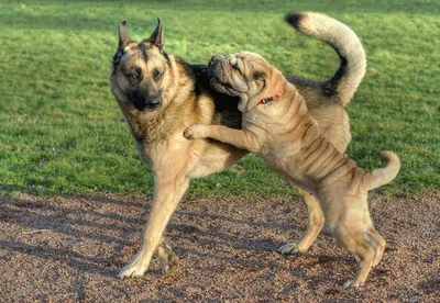 Puppy sharpei sitting stock photo. Image of cream, baby - 23820520