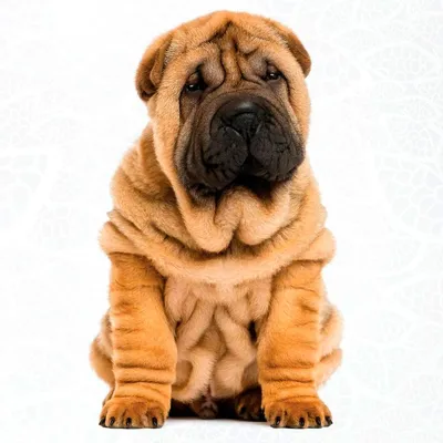 Portrait Of Sharpei Puppy Stock Photo - Download Image Now - Animal, Animal  Body Part, Beauty - iStock