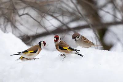 Щегол черноголовый (Carduelis carduelis)