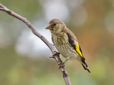 Голоса птиц. Щегол (Carduelis carduelis) - YouTube