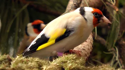 Щегол седоголовый (Carduelis caniceps) - YouTube