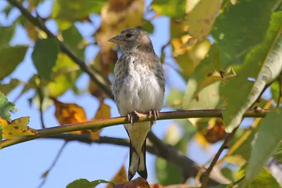 Черноголовый, или Обыкновенный щегол (лат. Carduelis carduelis) | Пикабу