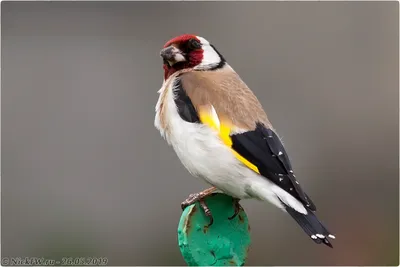 Черноголовый щегол / Carduelis carduelis птица фото голос