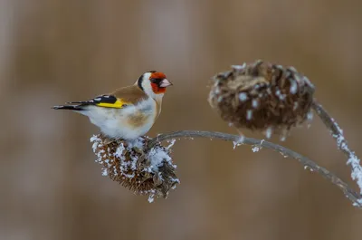 Щегол, или черноголовый щегол — Carduelis carduelis / Галерея / Птицы России