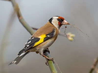 Голоса птиц Как поёт Щегол Carduelis carduelis - YouTube