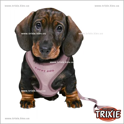 TX-15564 Шлейка с поводком для щенят Trixie Junior Puppy Soft Harness with  Leash (S-M 26-34см/10мм, м, сиреневый) Trixie TX-15564 ТРИКСИ Украина