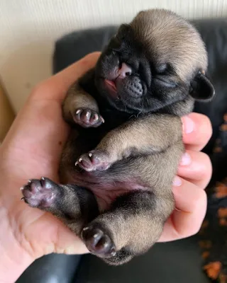 Щенок мопса pug puppy | Щенок мопса, Щенки мопса, Щенок