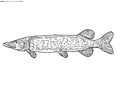 Щука рядом червяк рисунок для детей…» — создано в Шедевруме